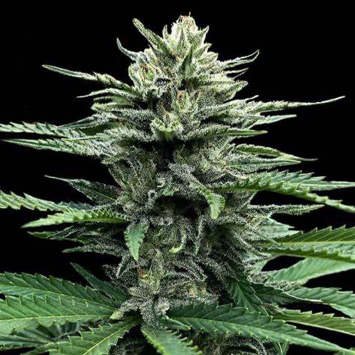 Cannalope Haze by DNA Genetics