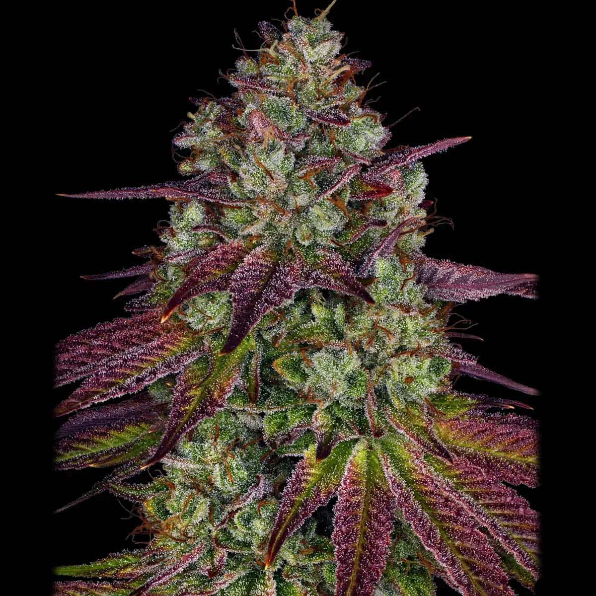 Mimosa Evo by Barney´s Farm