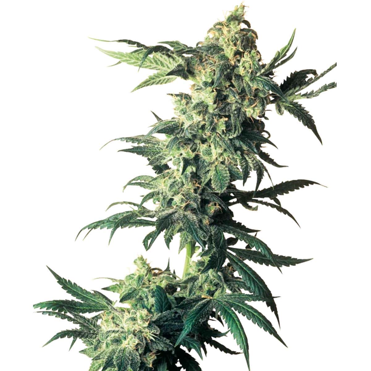 Northern Light by Sensi Seeds