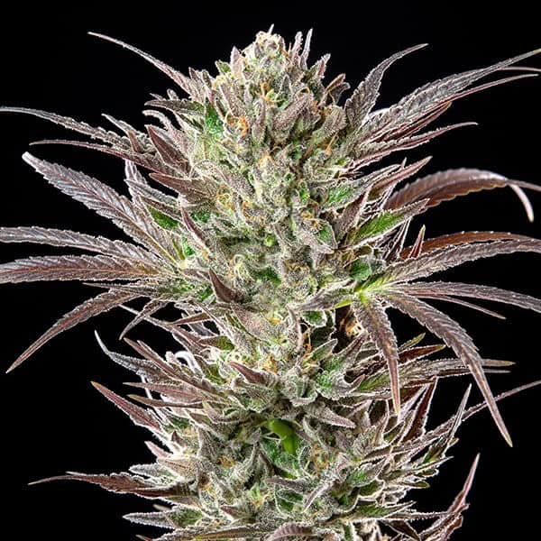North Thunderfuck by Royal Queen Seeds