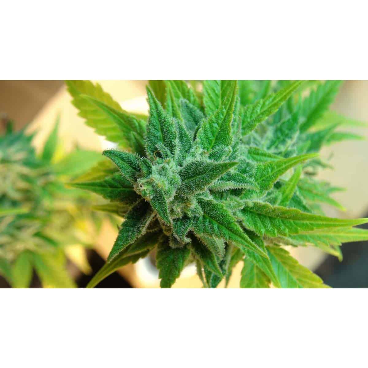 Kannabia Afrodite – Bild 2