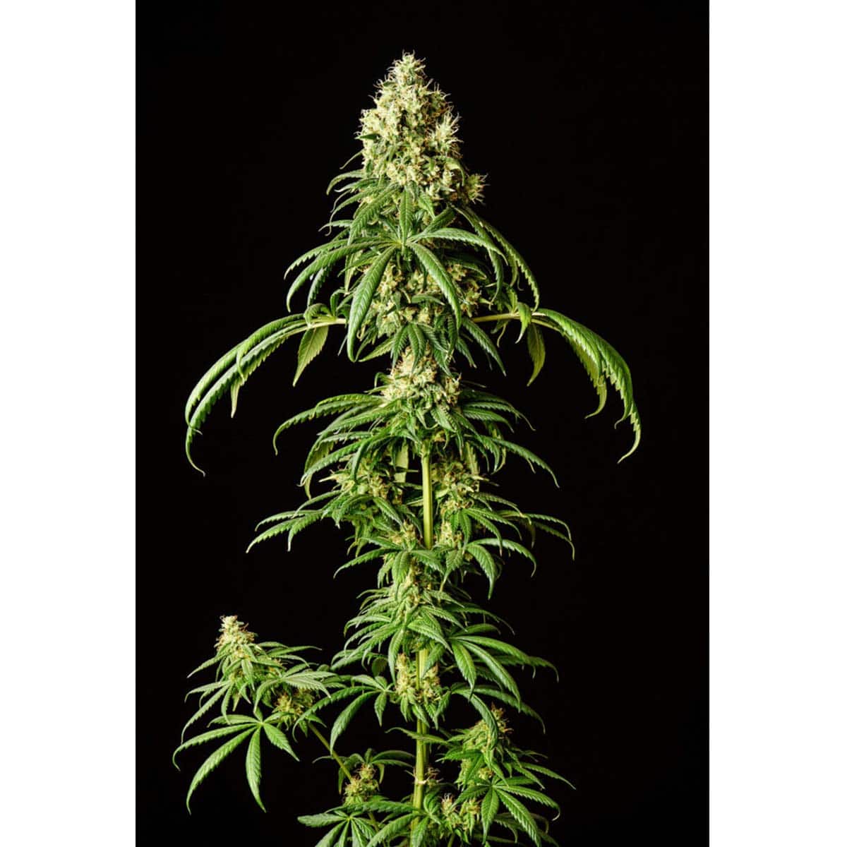Kannabia Mimosa Dream – Bild 2
