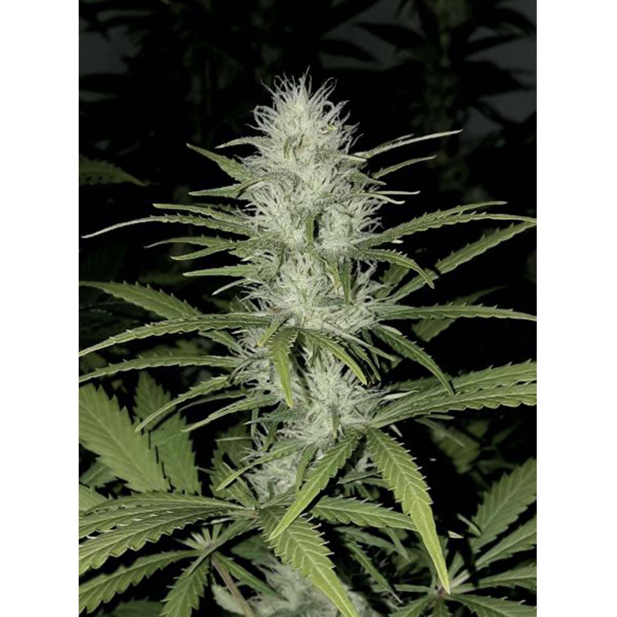 Kannabia Mimosa Dream – Bild 3