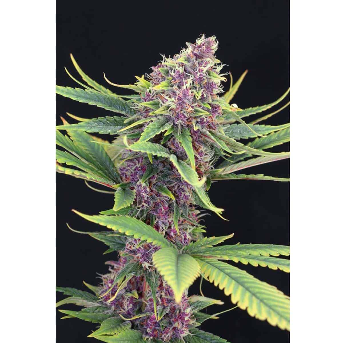 Kannabia Seed Company Purple Kush