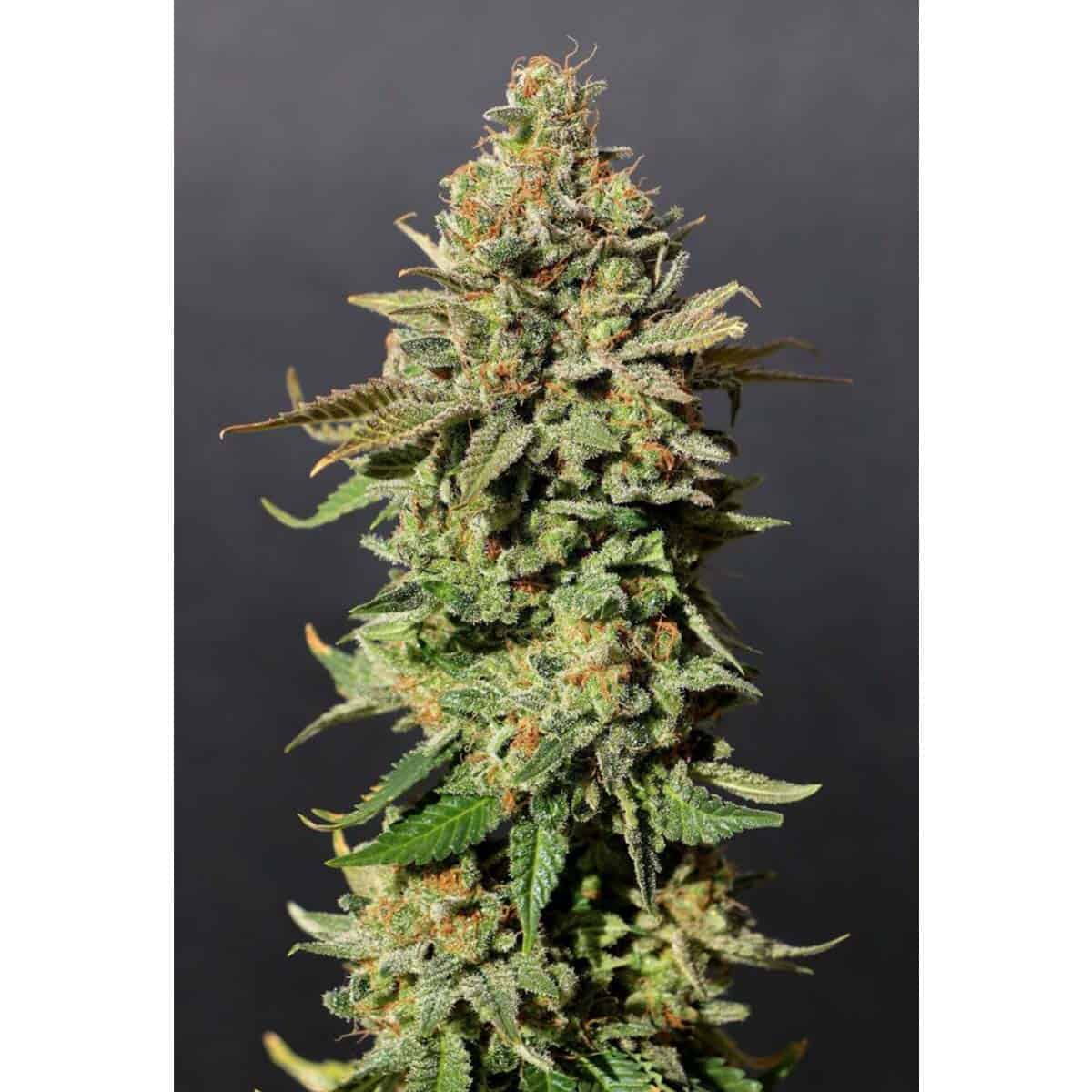 Kannabia Russian Doll – Bild 3