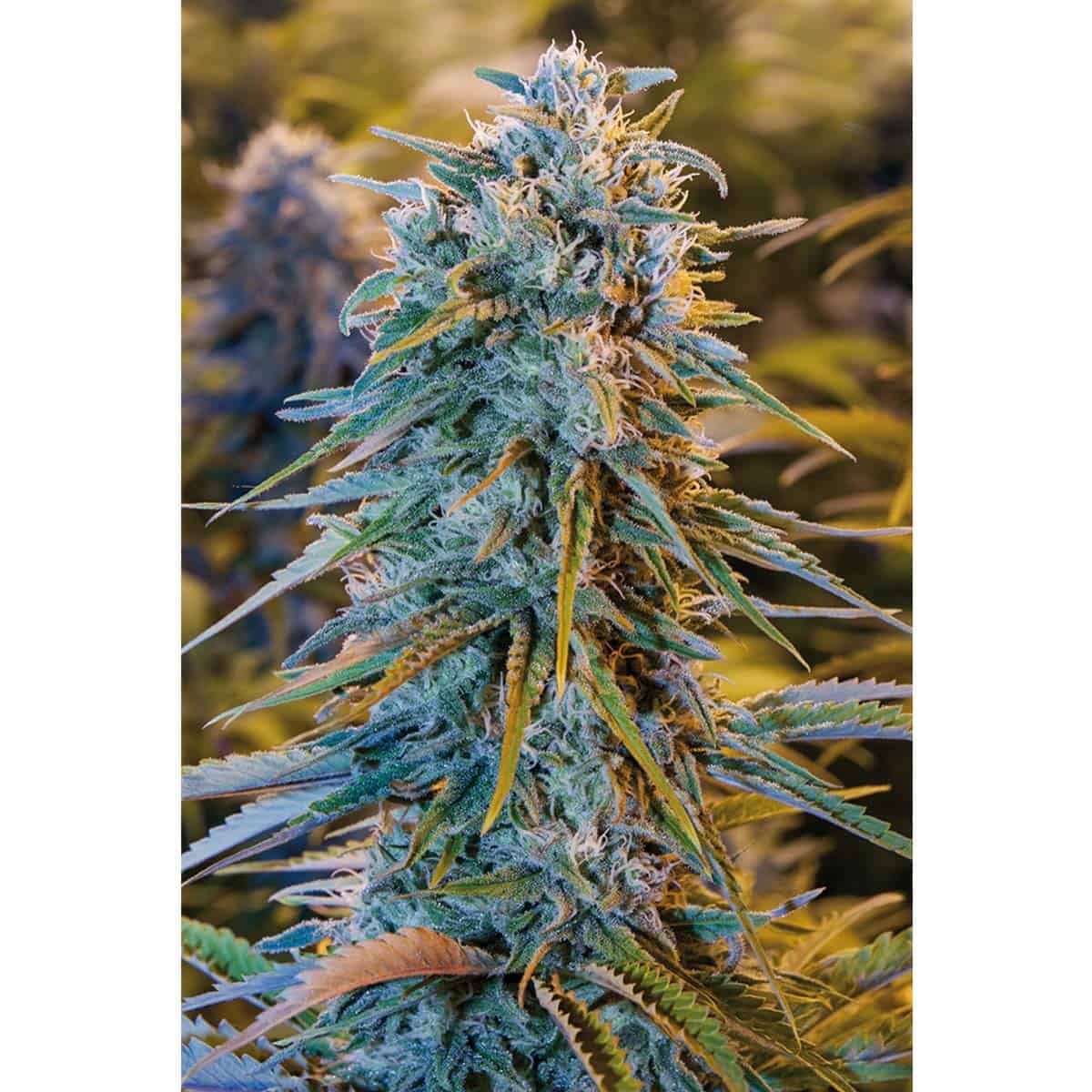 Blue Dream von Humboldt Seeds