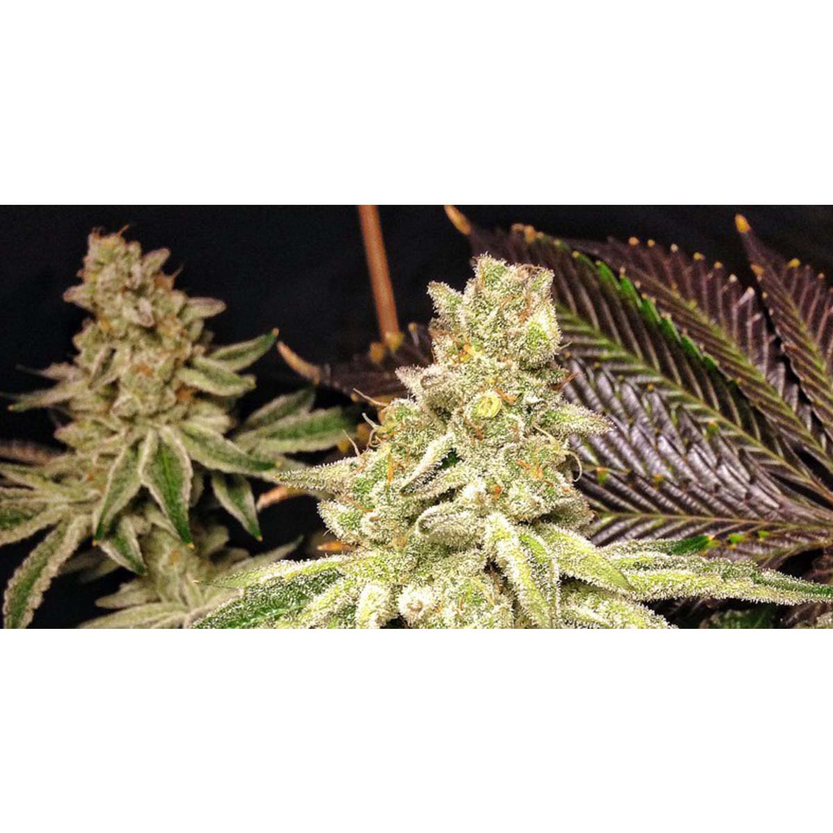 Cookies & Cream von Exotic Genetix