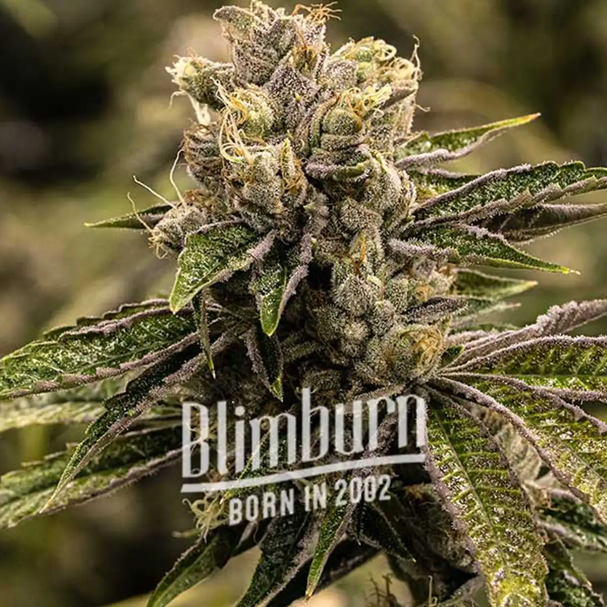 Blimburn Seeds | Stoned Panda – Bild 2