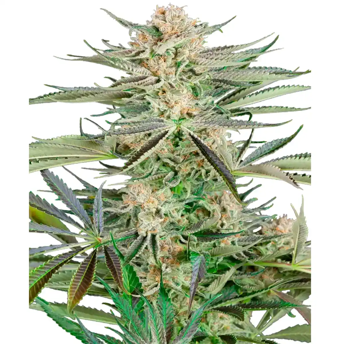 Screwdriver OG von Sensi Seeds