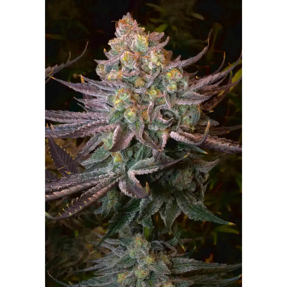 Seriotica / Serious Seeds – Bild 2