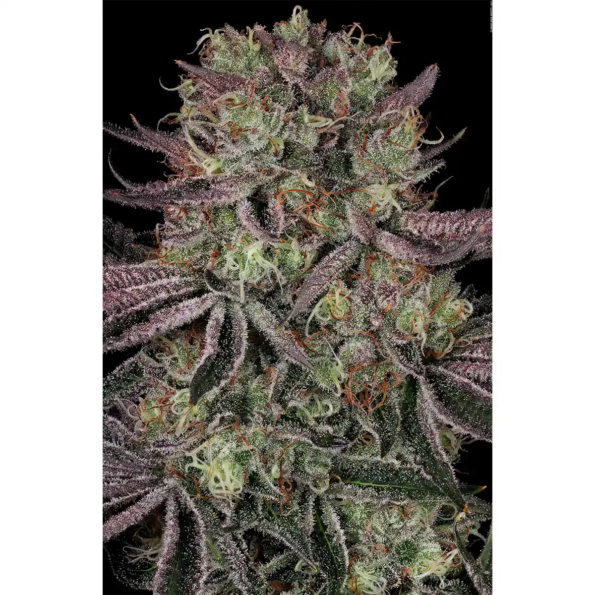 Seriotica / Serious Seeds – Bild 3