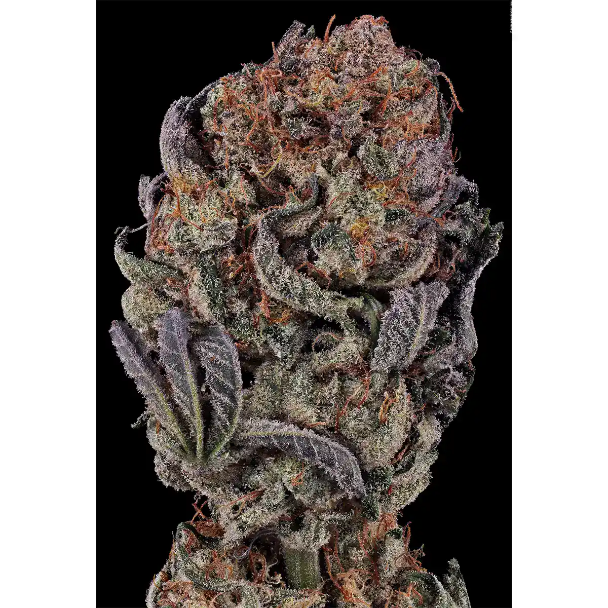 Seriotica / Serious Seeds – Bild 4