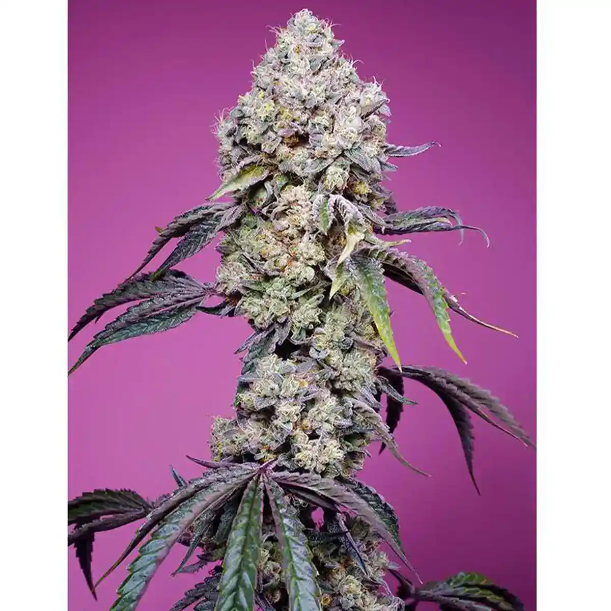 Sweet Mandarin F1 Fast Version von Sweet Seeds