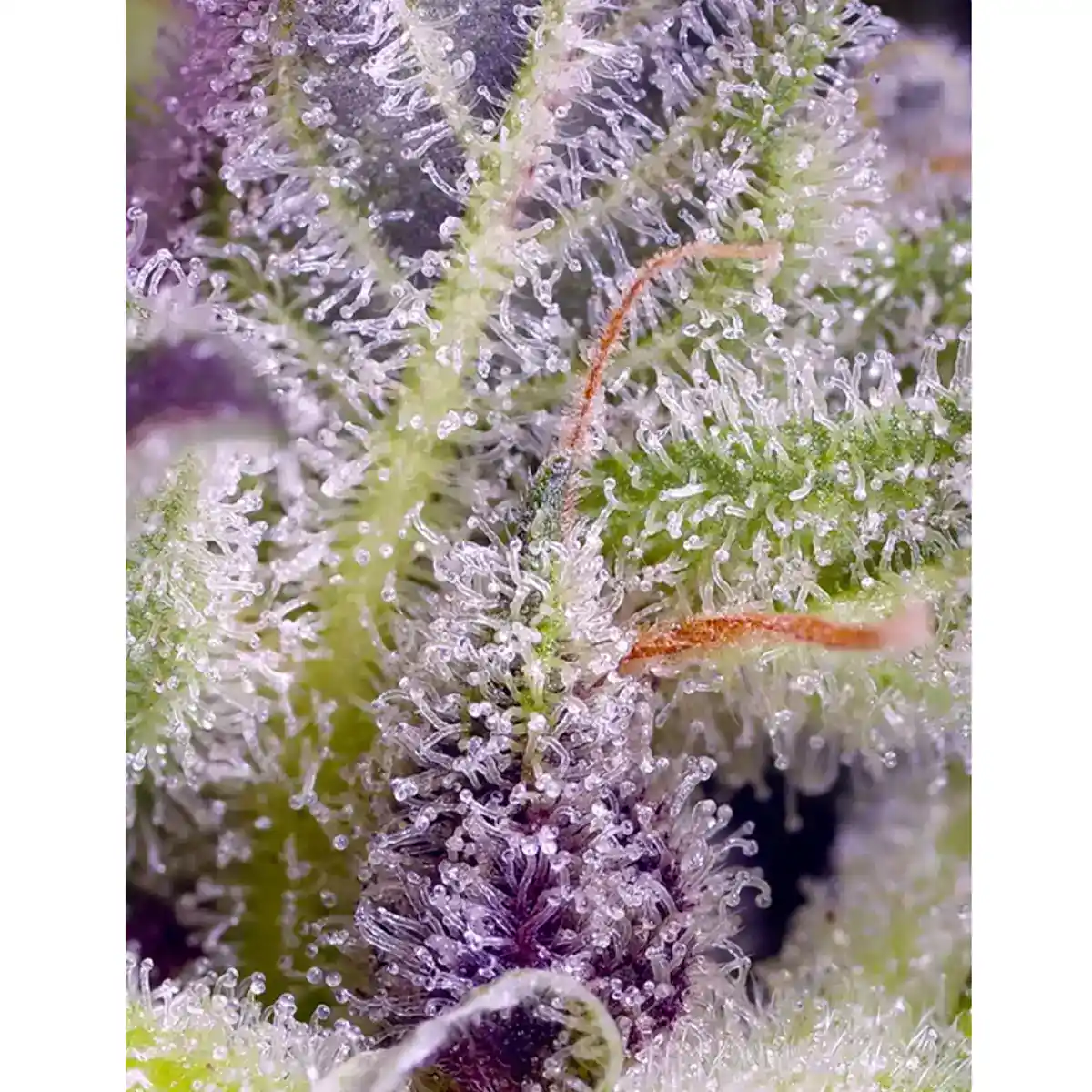 Hanfsteckling Monster Maker von Sweet Seeds