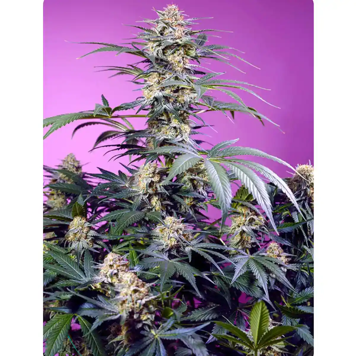 Monster Maker von Sweet Seeds
