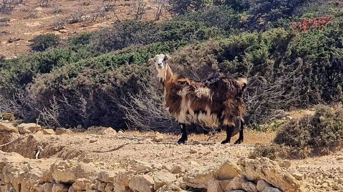 An inquisitive goat I spotted on the hike to Profitis Ilias on Koufonisia