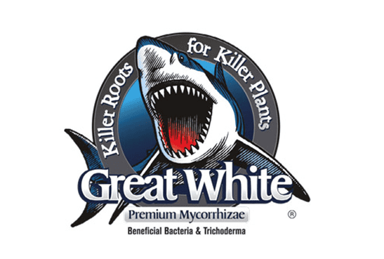 Great White