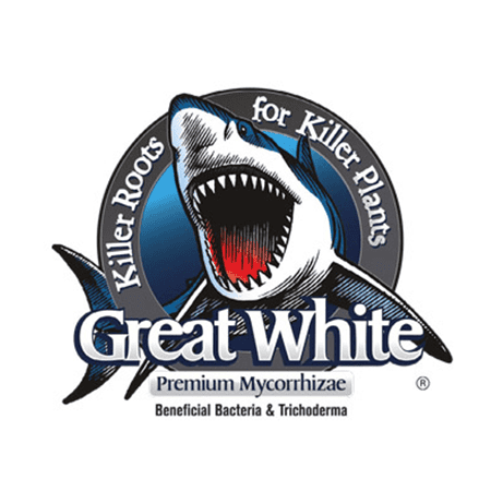 Great White