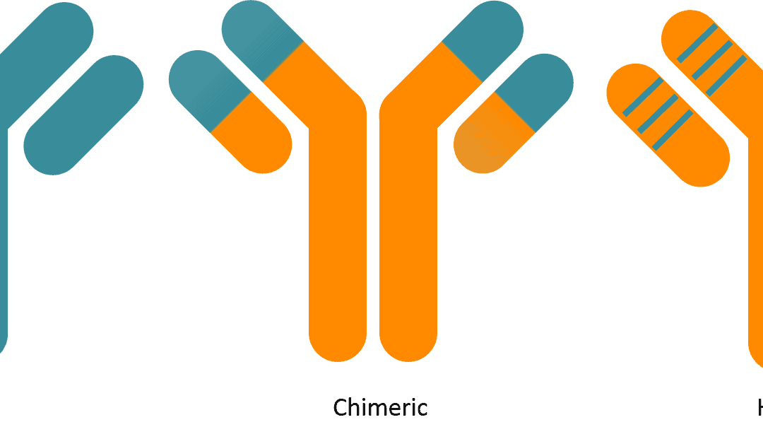 GTP Bioways CDMO - Everything you always wanted to know about Antibody Humanisation
