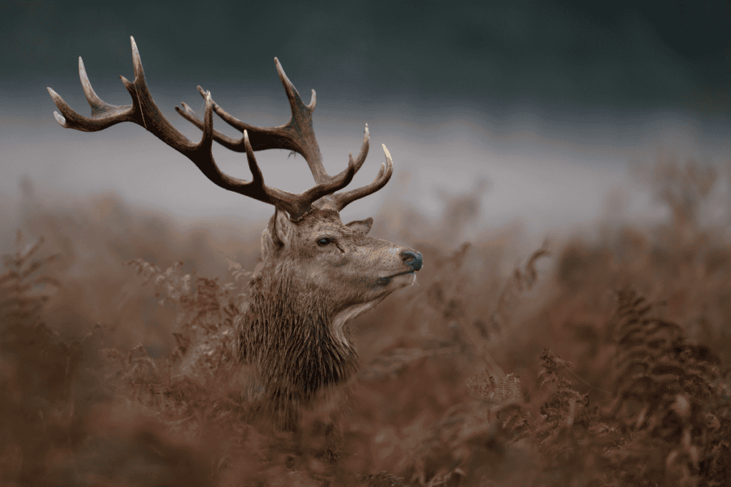 Majestic stag with large antlers standing in a field of tall brown grass during overcast weather.