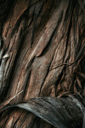 Peeling bark representing the Belgium Hardwood Flooring Collection