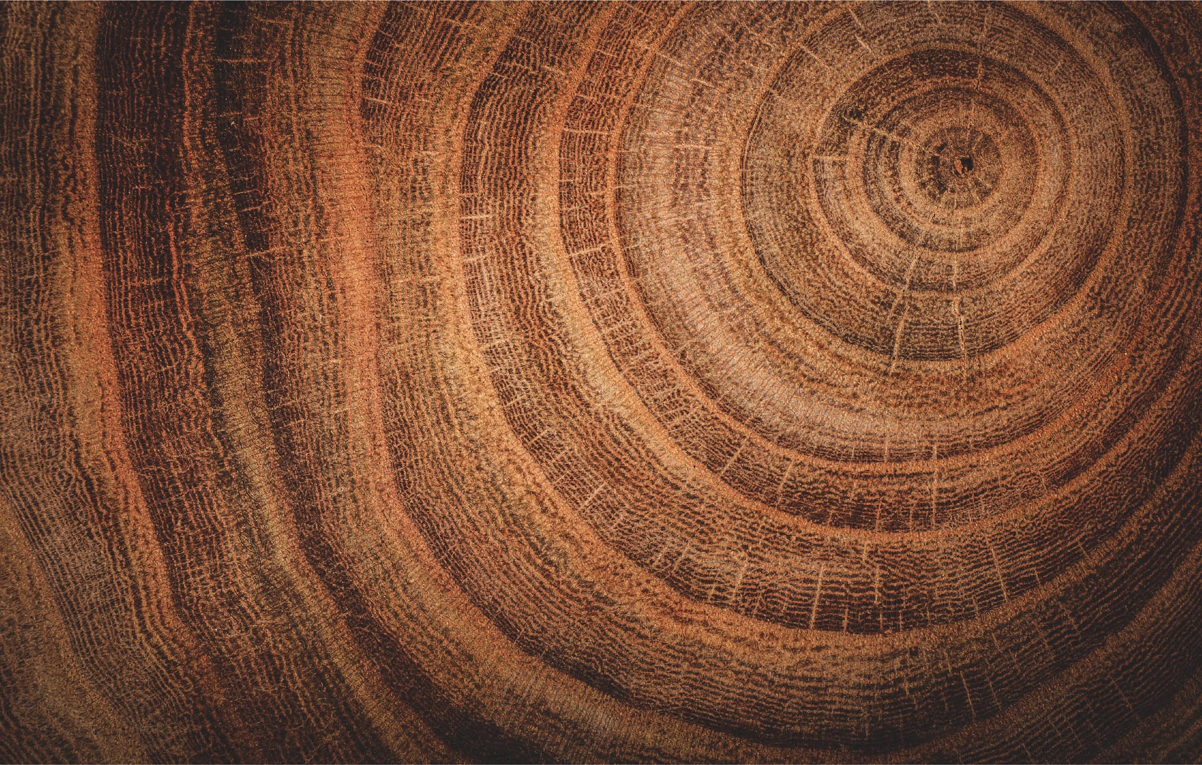 Close up of european oak  tree trunk cross section
