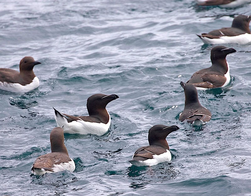 Razorbills
