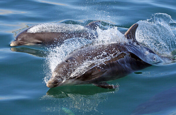Playful dolphins emerging from the ocean in the Hebrides, showcasing marine wildlife adventures.