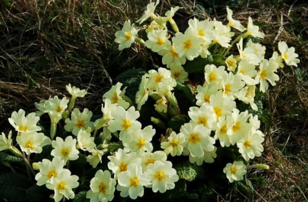 Vivid primroses blooming in the Hebrides' wild landscapes.