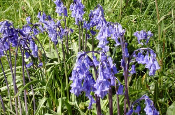 Bluebell flowers blooming in lush green meadow, Hebridean Adventures.