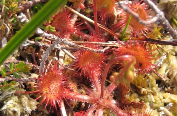 Close-up of vibrant sundew plants thriving in Hebridean coastal habitats, showcasing unique native flora.