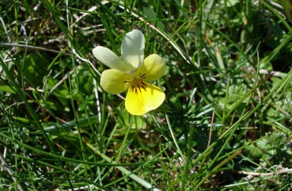 A close-up of a delicate yellow and white wildflower blooming amidst green grass.