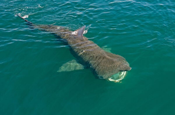 Basking Shark