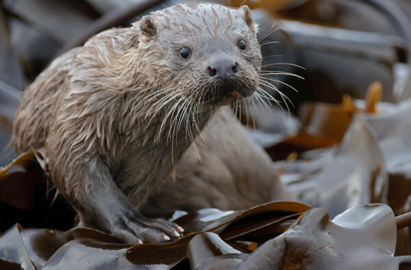 Cute otter among seaweed in Hebrides, Scotland.