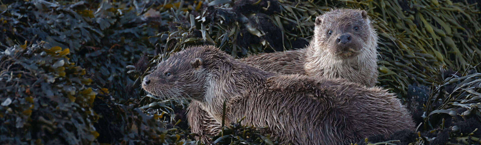 https://www.hebrideanadventures.co.uk/wp-content/uploads/2024/09/ChrisGomersall_Otters_BAB5079.jpg