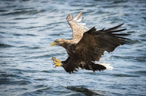 Sea Eagle, Hebridean Adventures wildlife cruises