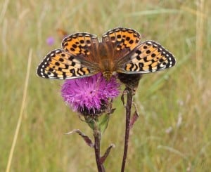 Vibrant butterfly perched on a purple thistle in Hebrides.