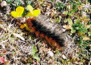 Close-up of a hairy caterpillar on lush grass, highlighting Hebridean wildlife and nature experiences.