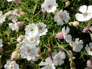 Scenic Hebridean Island Tours and adventures in the UK. Explore stunning landscapes and wildlife with Hebridean Adventures.