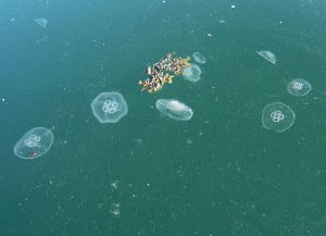 Aerial view of ocean with jellyfish and marine life near Hebridean Islands.