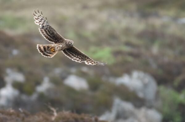 Female hen harrier (circus cyaneus) Benbecula