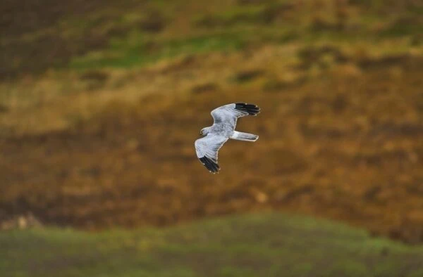 A Hen Harrier flying along the moorside at Orkney.