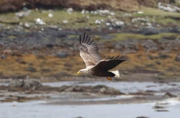 Stunning photo of a white tailed eagle in flight