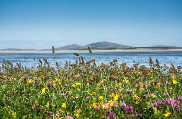 Colourful wildflowers along the Hebridean coastline with distant mountains and blue sea.