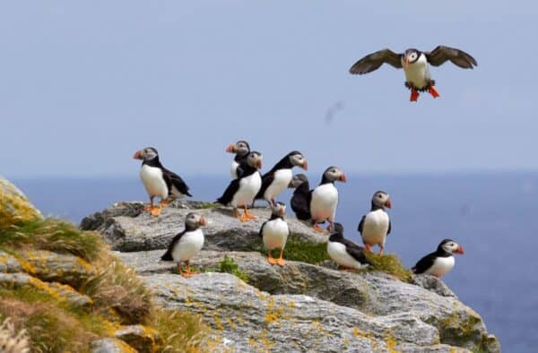 Puffins
