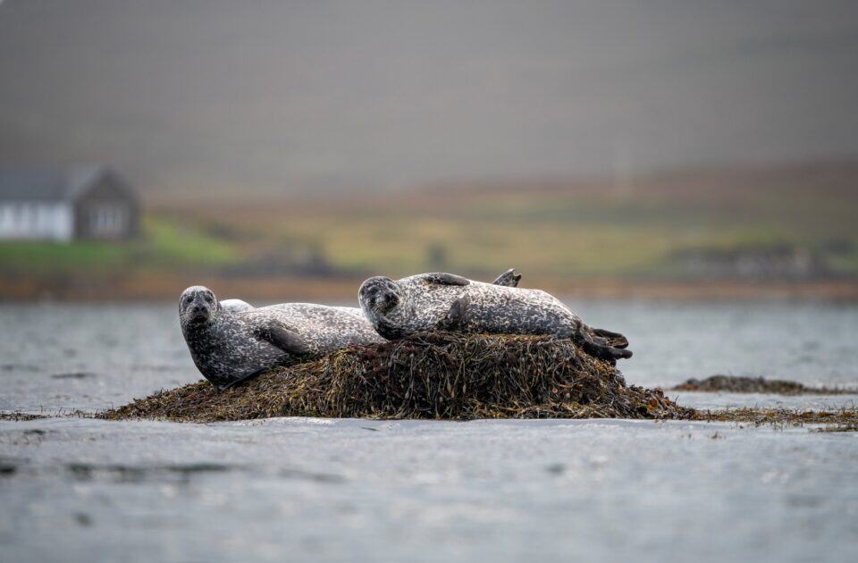Seals resting on a rocky outcrop in the Hebrides, showcasing wildlife and marine life of the Scottish islands.