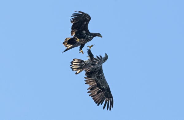 White Tailed Eagles Shiants