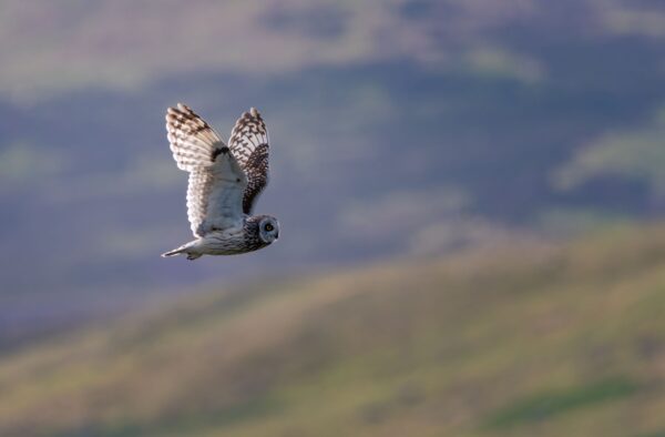 Short eared owl in flight