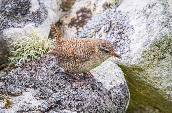 St Kilda wren