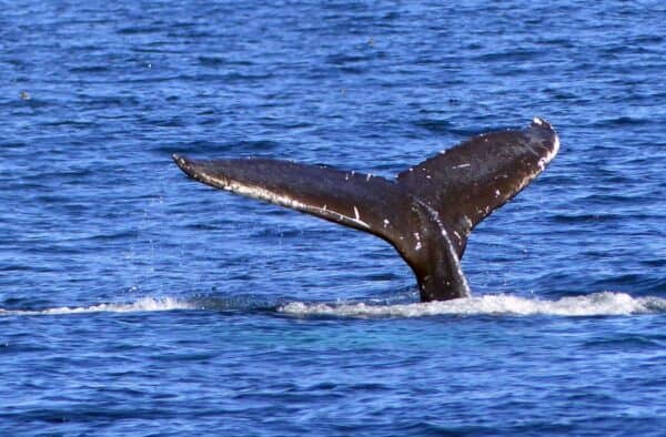 A whale’s tail emerging from the blue ocean water.
